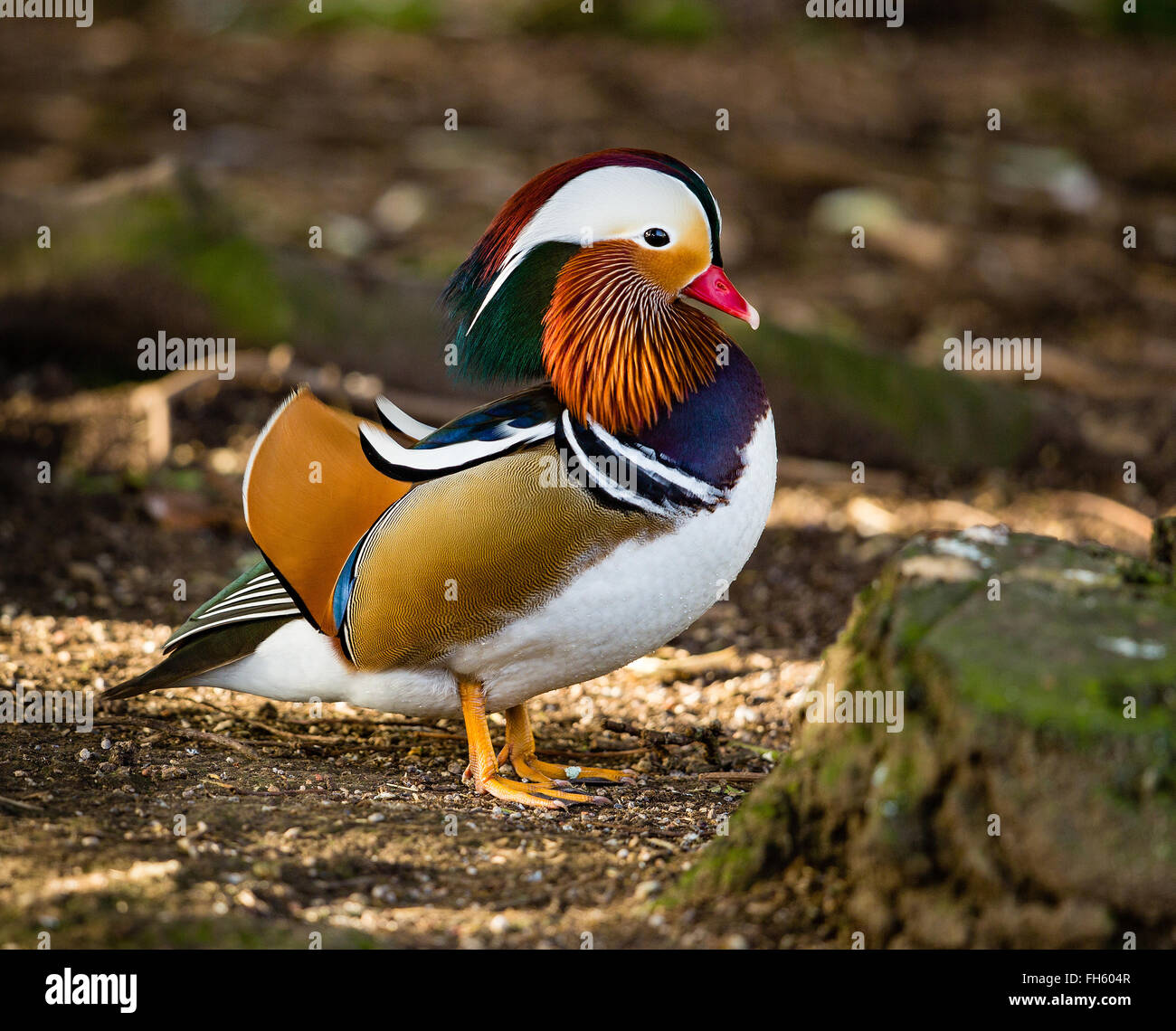 Canard Mandarin Aix galericulata a le plus exotique de plumage tout canard Gloucestershire UK Banque D'Images