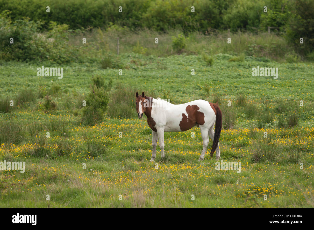 Pinto cheval paissant dans une prairie Banque D'Images