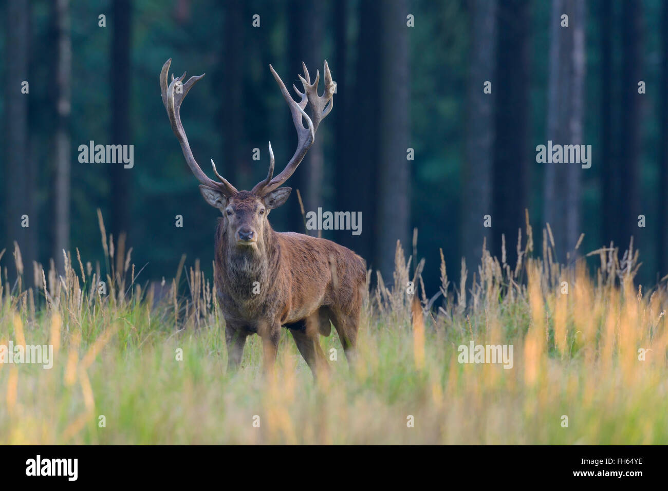 Homme Red Deer (Cervus elaphus) en automne, Allemagne Banque D'Images