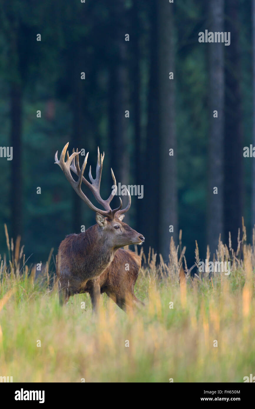 Homme Red Deer (Cervus elaphus) en automne, Allemagne Banque D'Images