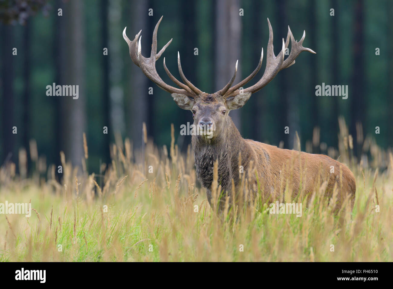 Homme Red Deer (Cervus elaphus) en automne, Allemagne Banque D'Images