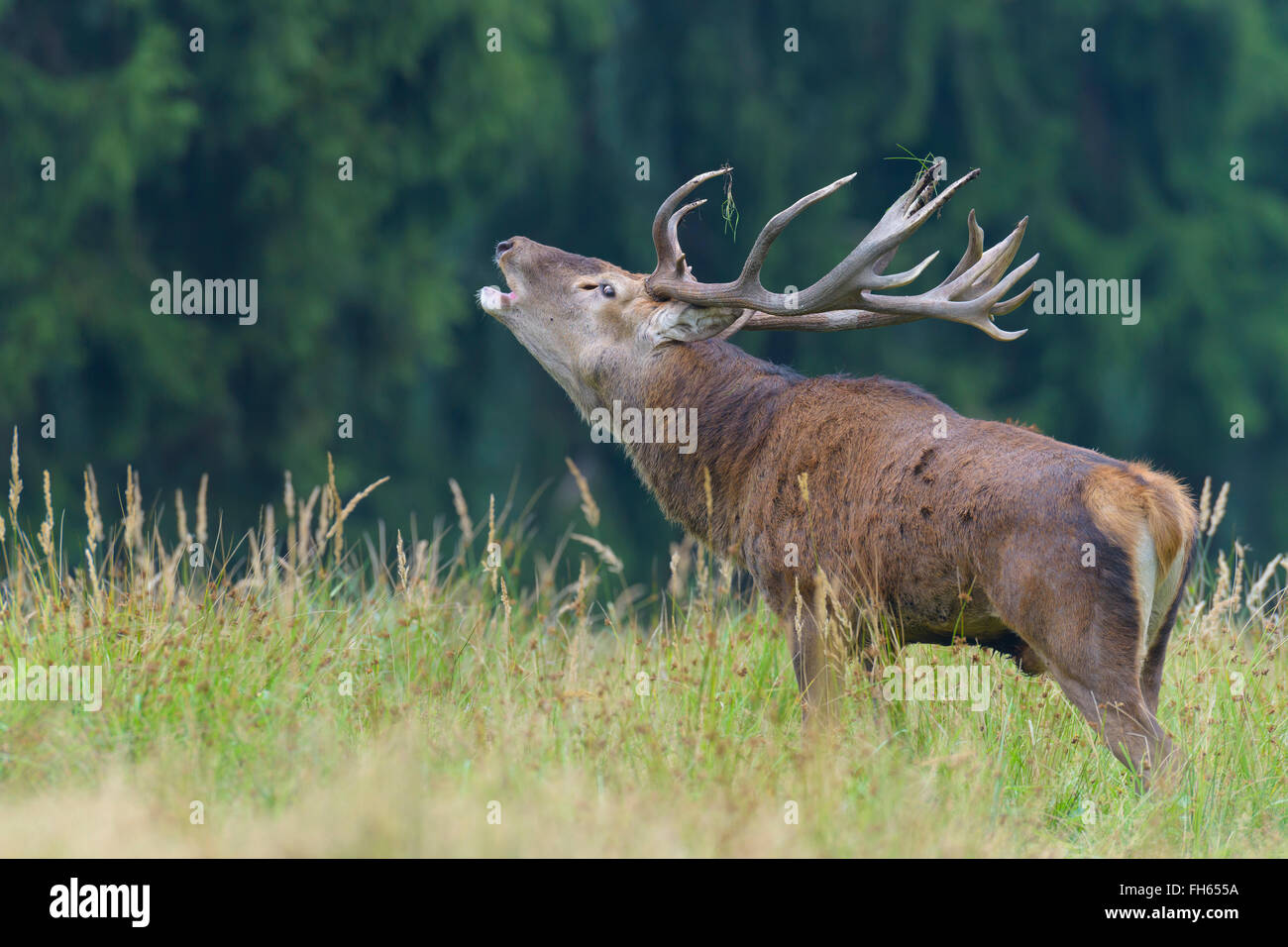 Beuglant Homme Red Deer (Cervus elaphus) dans la saison du rut, Allemagne Banque D'Images