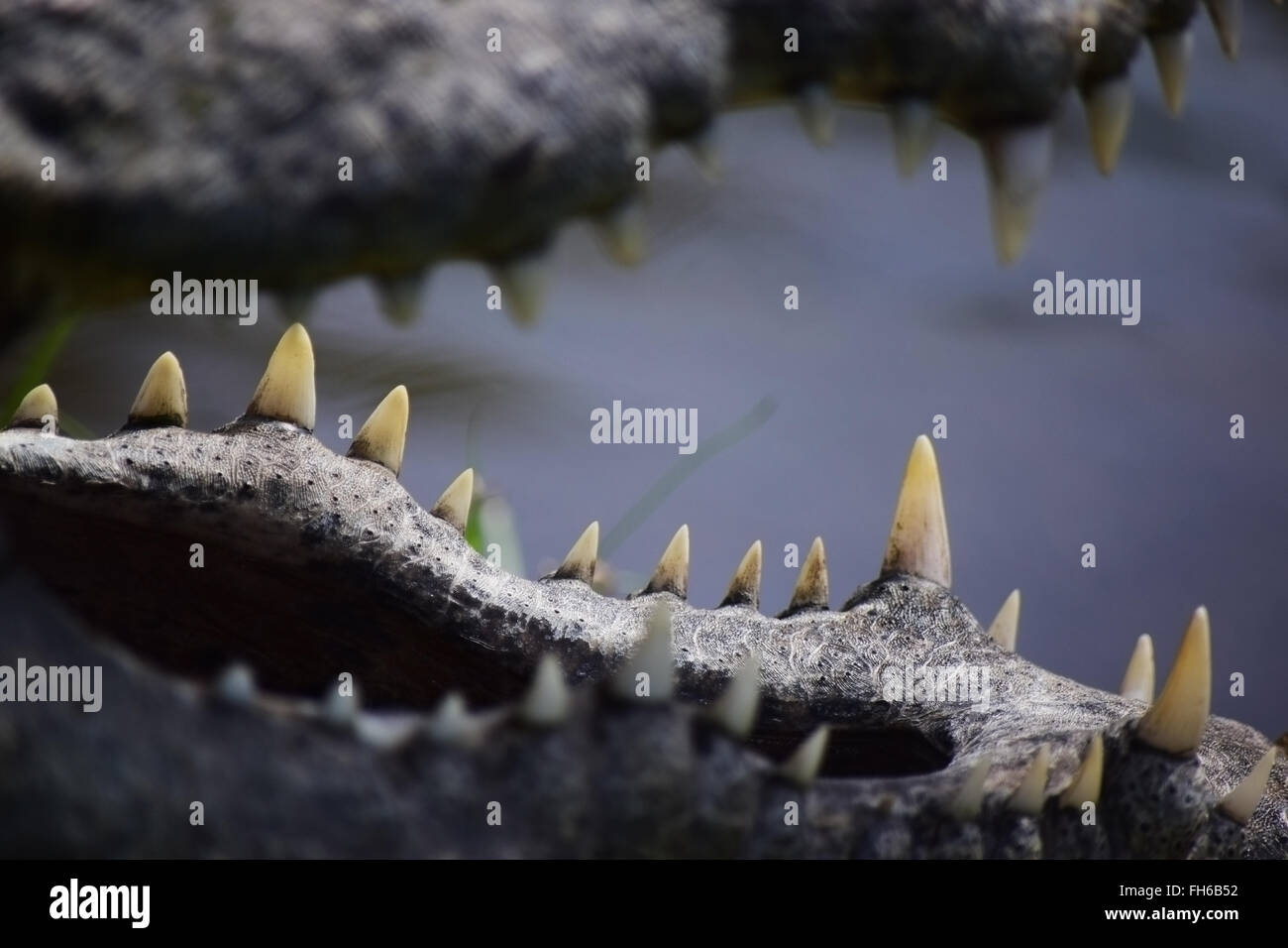 Dents de crocodile Banque de photographies et d’images à haute — free download