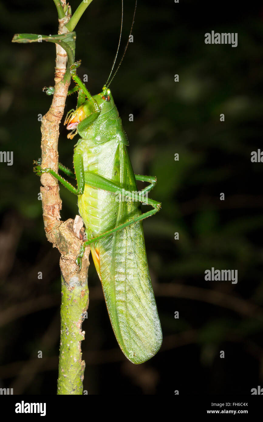 Un très grand green bush cricket dans la forêt tropicale, province de Pastaza, de l'Équateur. Banque D'Images
