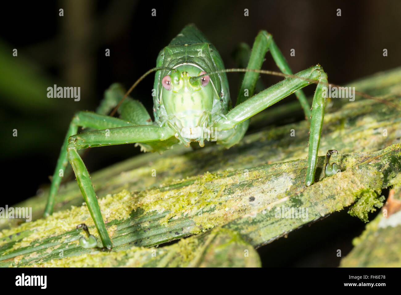 Un très grand green bush cricket dans une forêt d'arbustes, province de Pastaza en Amazonie équatorienne. Banque D'Images