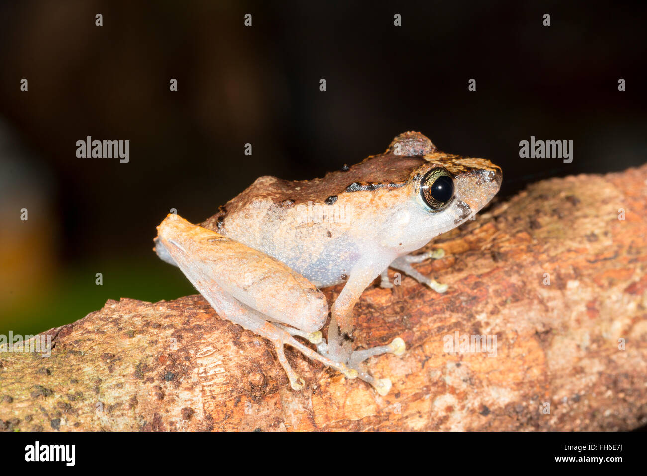 Pristimantis Grenouille Pluie Kichwa (kichwarum) sur une feuille dans la forêt tropicale, province de Pastaza, Equateur Banque D'Images
