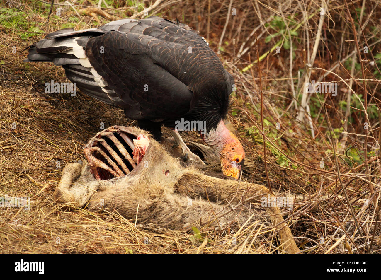 Un Condor de Californie un festin. Banque D'Images