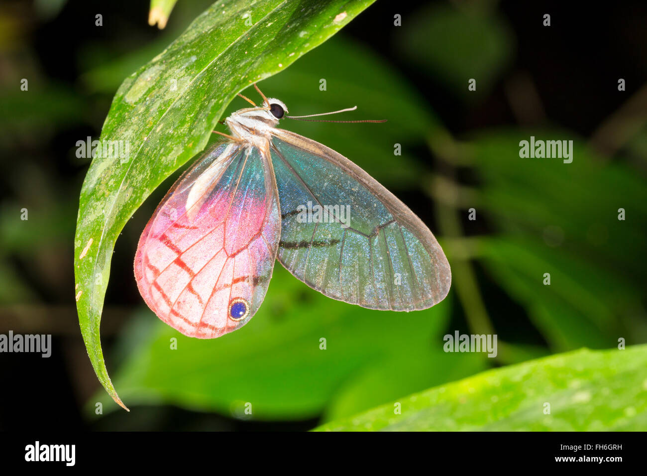 Papillon sésie (Cithaerias pireta) se percher la nuit en forêt, province de Pastaza, de l'Équateur. Banque D'Images