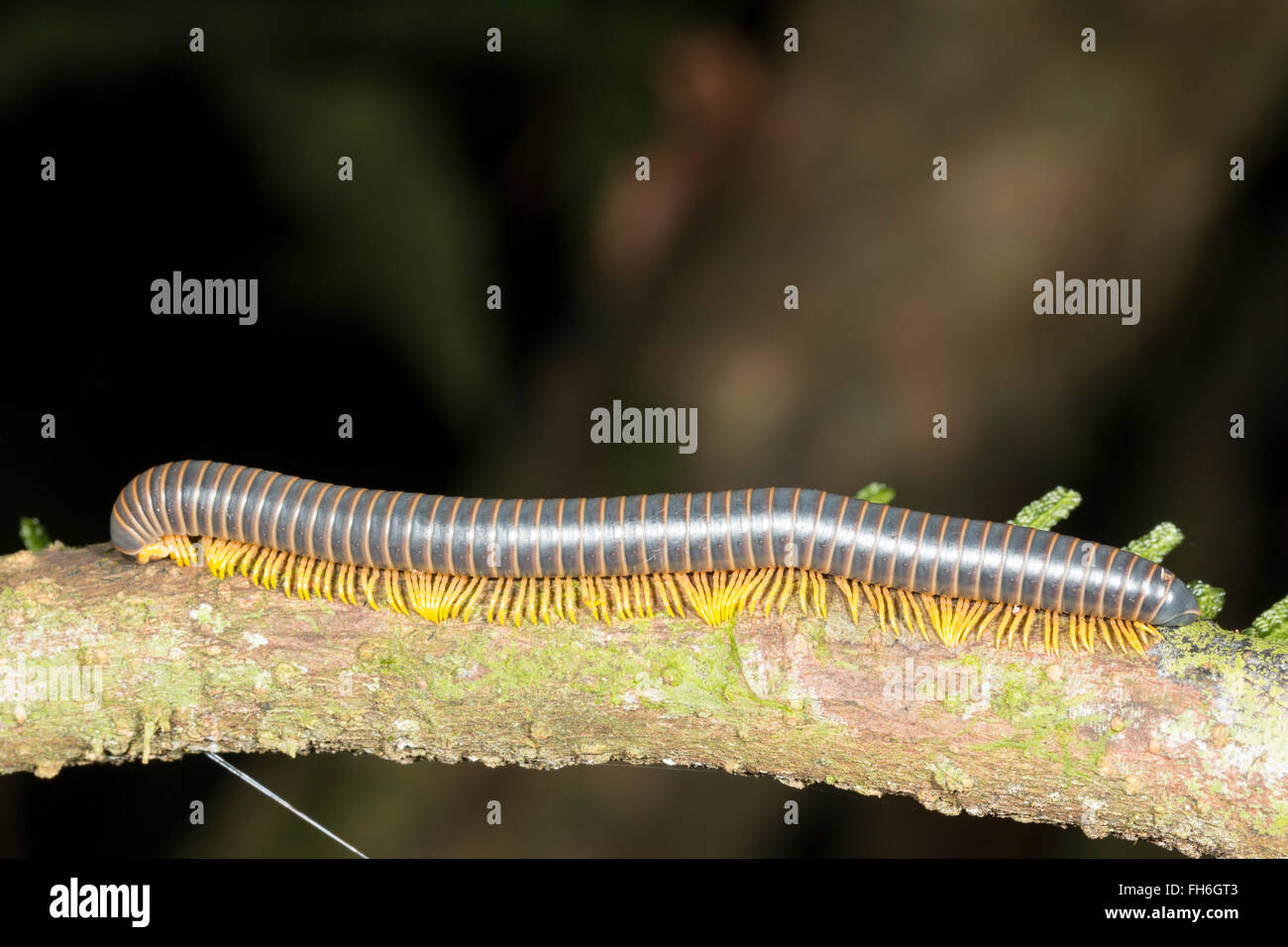 Un grand mille-pattes (des Diplopodes) ramper le long d'une direction générale de la forêt tropicale dans la province de Pastaza, de l'Équateur. Banque D'Images