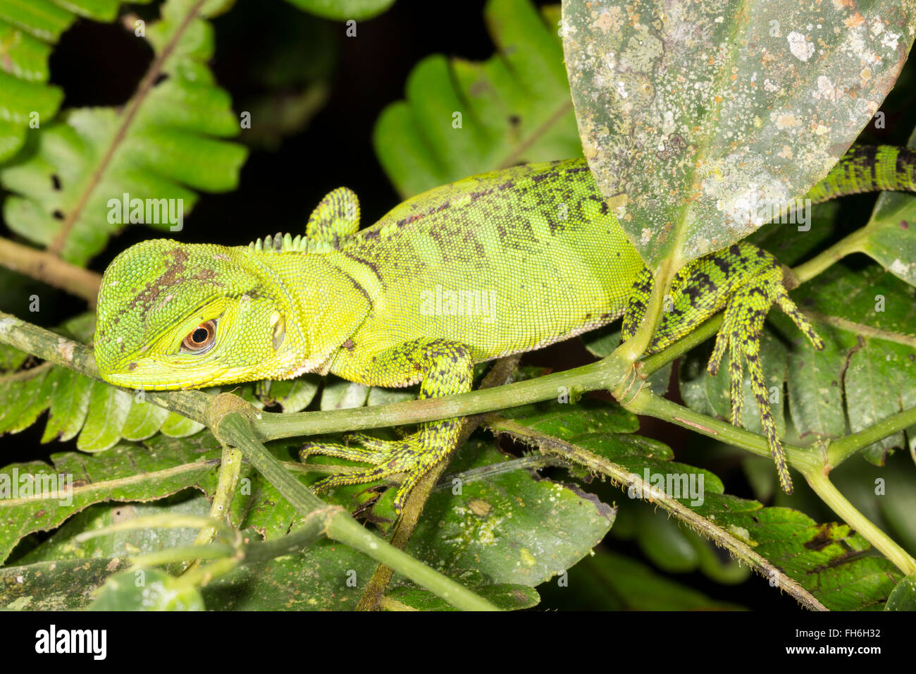 Forêt Amazonienne Dragon (Enyalioides laticeps) dans le sous-étage de la forêt tropicale, Pastaza province, l'Équateur Banque D'Images