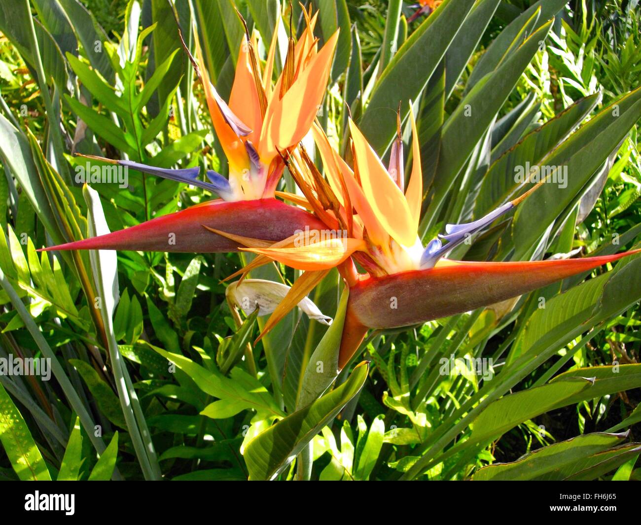 Deux oiseaux de paradis dans l'Hawaiian sunshine captivante avec Orange, Jaune, Rouge et Vert Banque D'Images