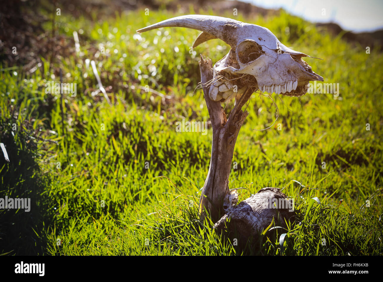 Portugal, Madère, le crâne d'une chèvre comme marqueur Banque D'Images