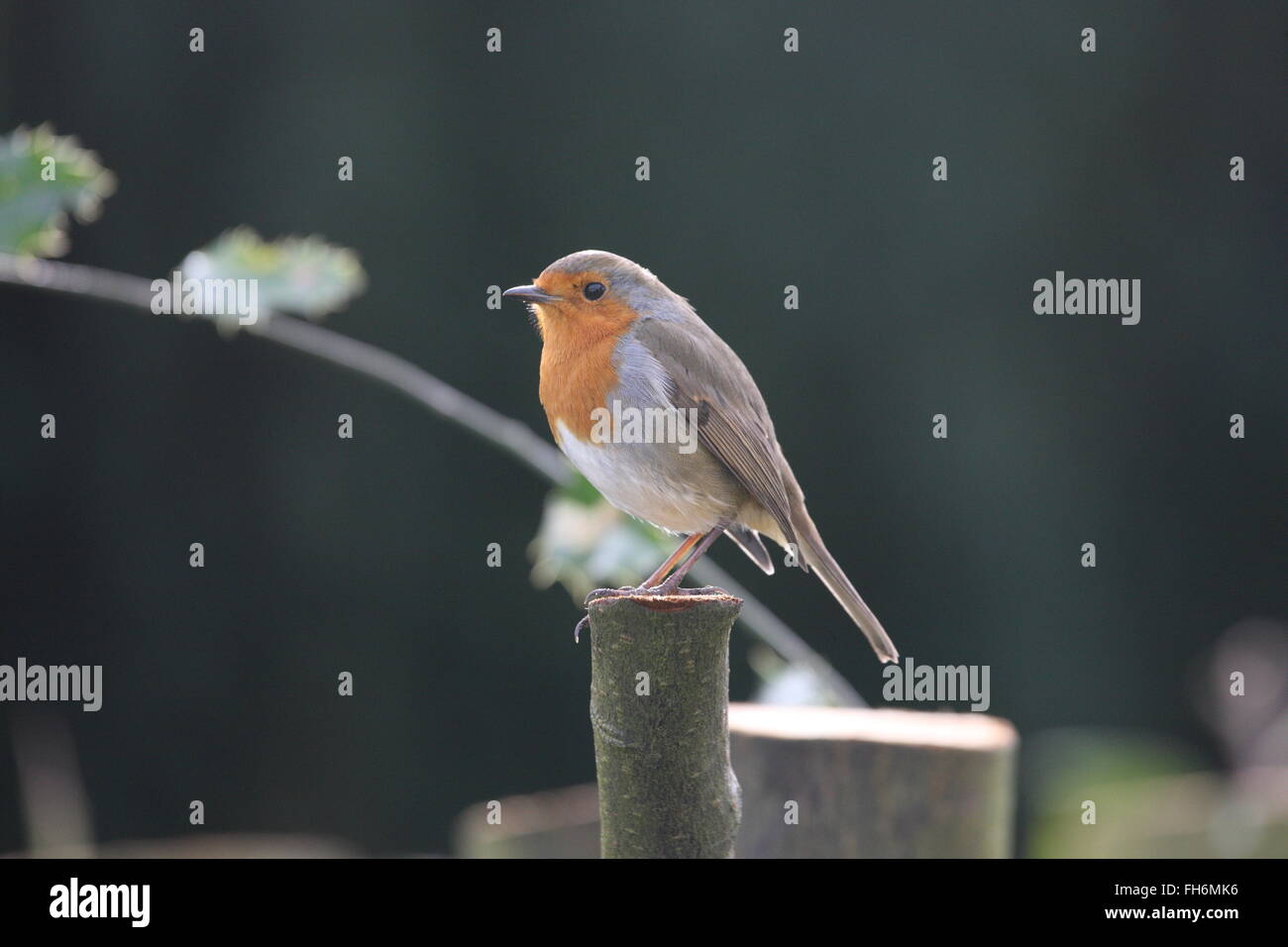 ROBIN Erithacus rubecula aux abords,jardin,dans un bird.common.wild,sitting couverture laurel à gauche Banque D'Images