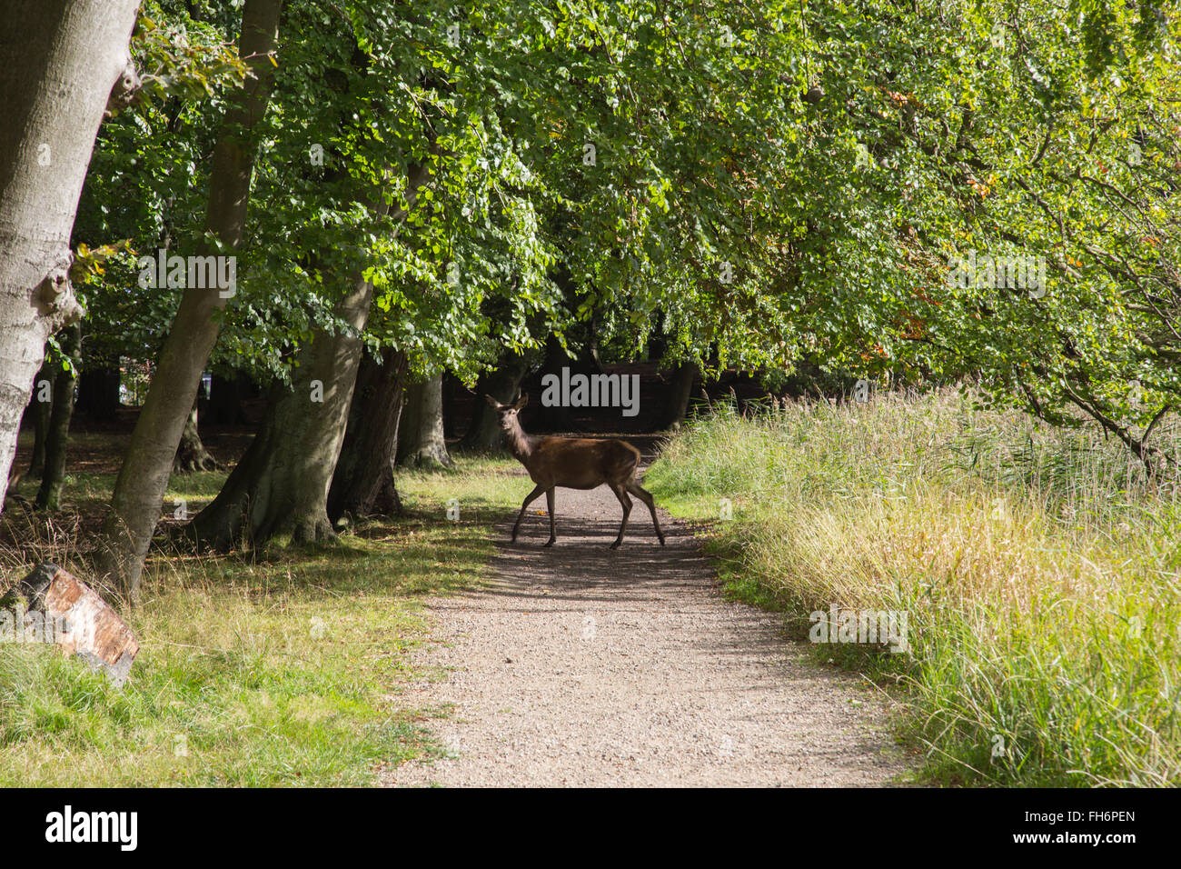 Photographie d'un jeune cerf traversant un chemin à la proximité de Dyrehaven Copenhague, Danemark. Banque D'Images