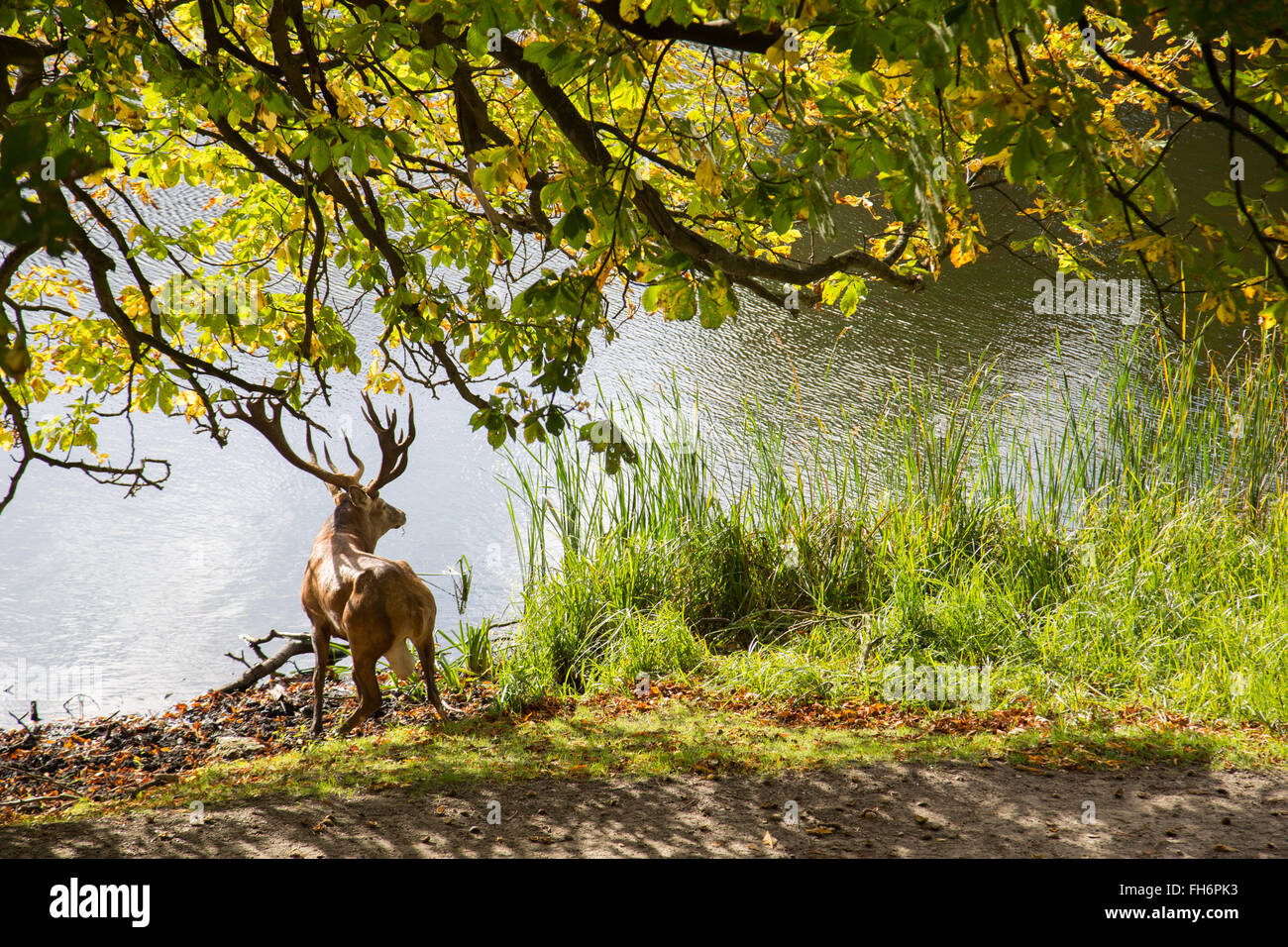 Photo d'un cerf debout à un lac à Dyrehaven à Copenhague, Danemark. Banque D'Images