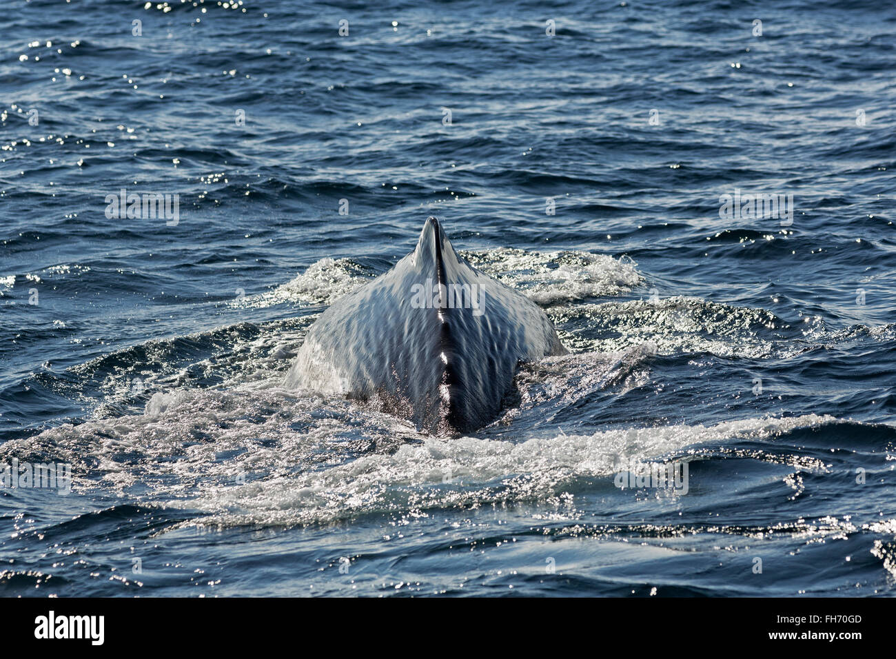 Le cachalot (Physeter macrocephalus syn. Physeter catodon), retour, bull diving off Andenes, Andøy, d'Andøya, Norvège Vesteralen, Banque D'Images