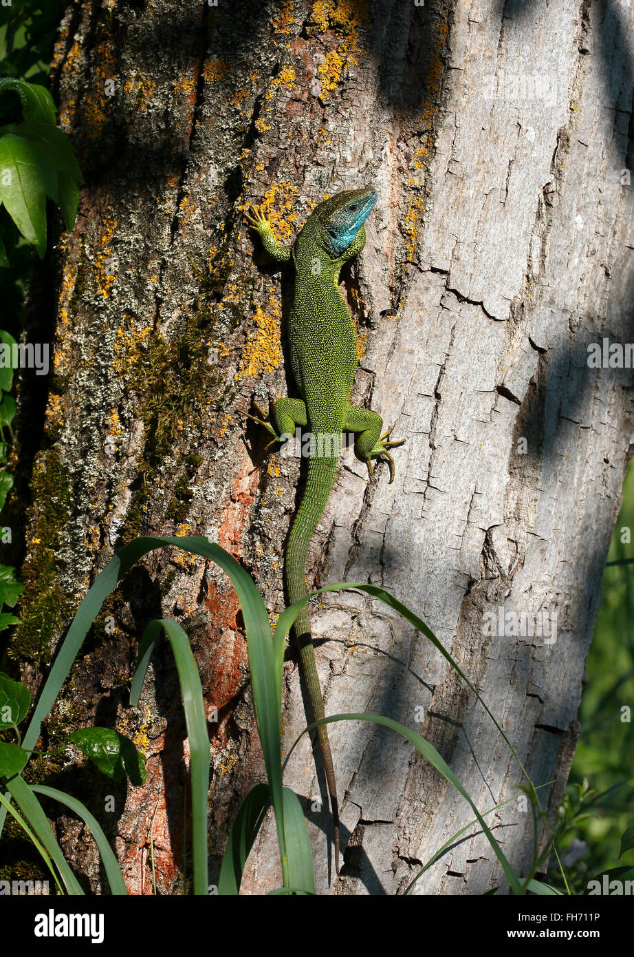 Lézard vert (Lacerta viridis) mâle en plumage nuptial, robe d'accouplement, soleil sur un tronc d'arbre Banque D'Images