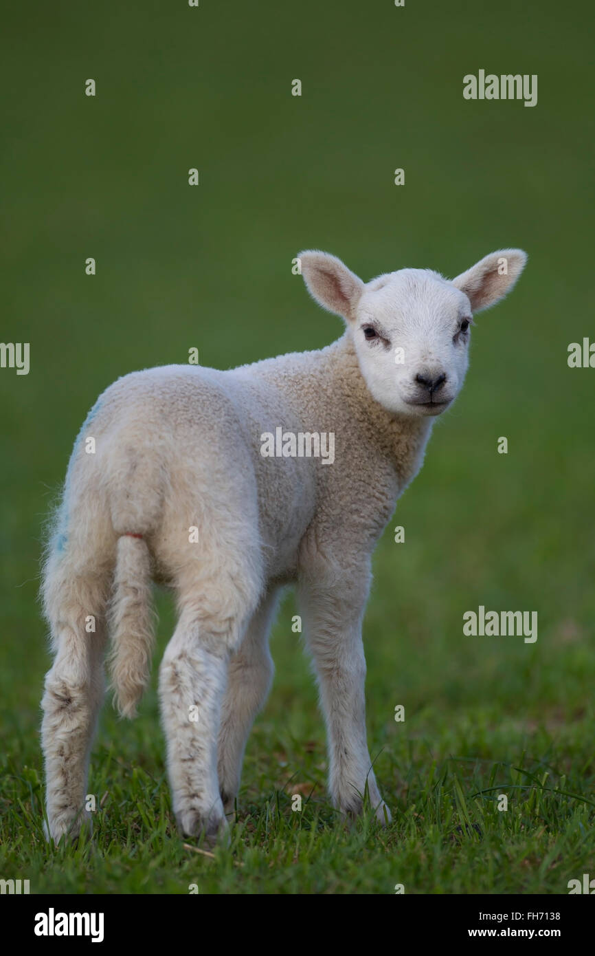 (Ovis aries), l'agneau sur un pâturage, Suffolk, Royaume-Uni Banque D'Images