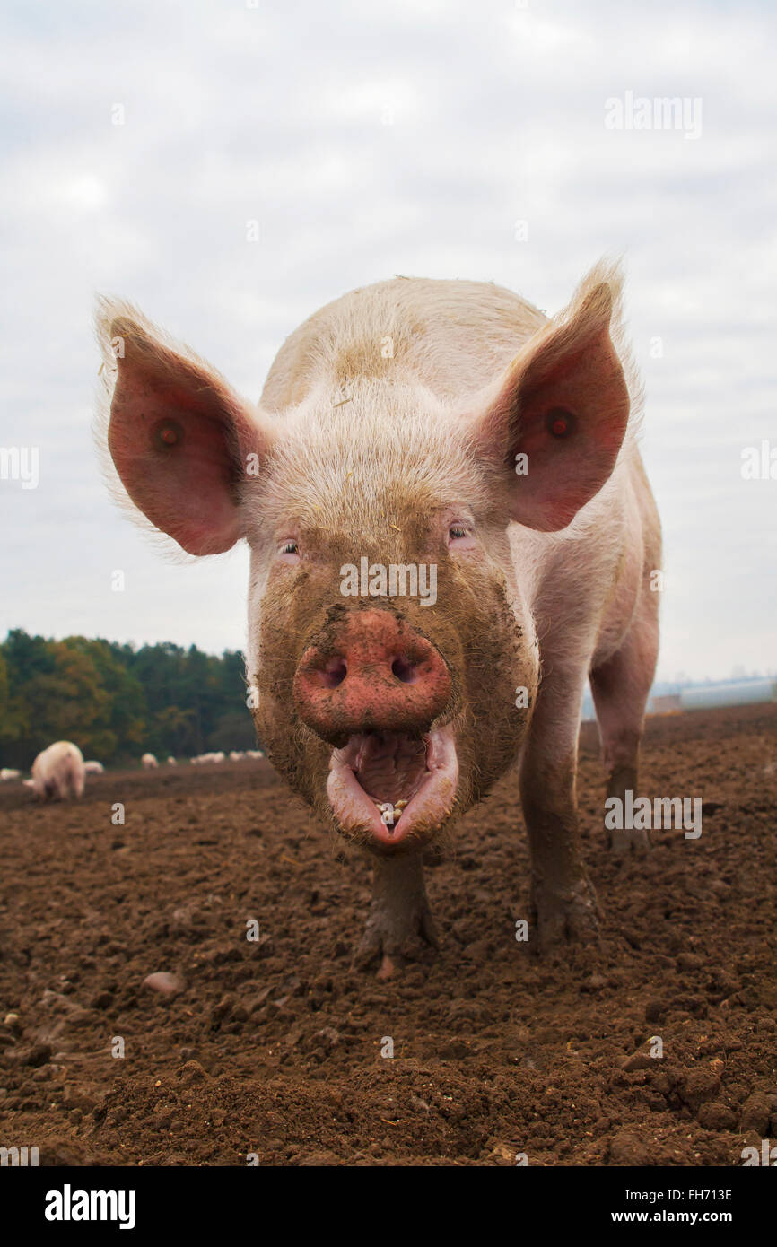 Porc domestique (Sus scrofa domesticus), dans un champ, Suffolk, UK Banque D'Images