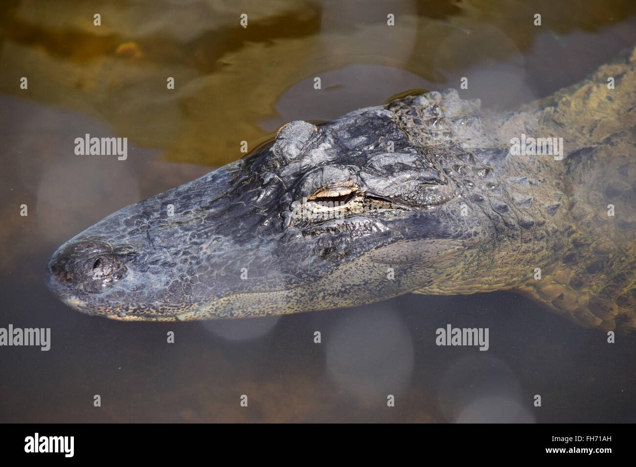 Natation avec Alligator yeux au-dessus de l'eau Banque D'Images