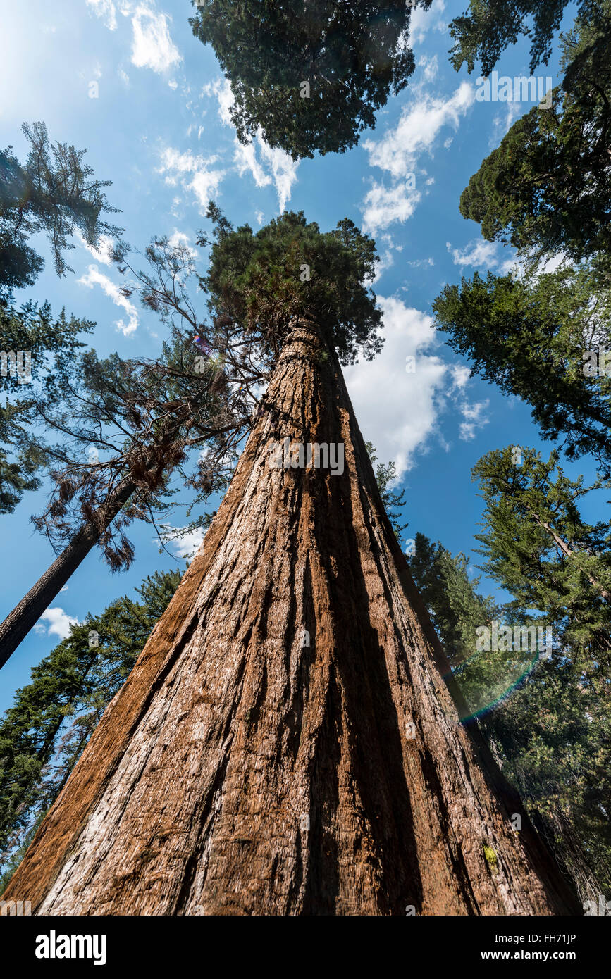 Le Séquoia géant (Sequoiadendron giganteum), Tuolumne Grove, Yosemite National Park, Californie, Noramerika Banque D'Images
