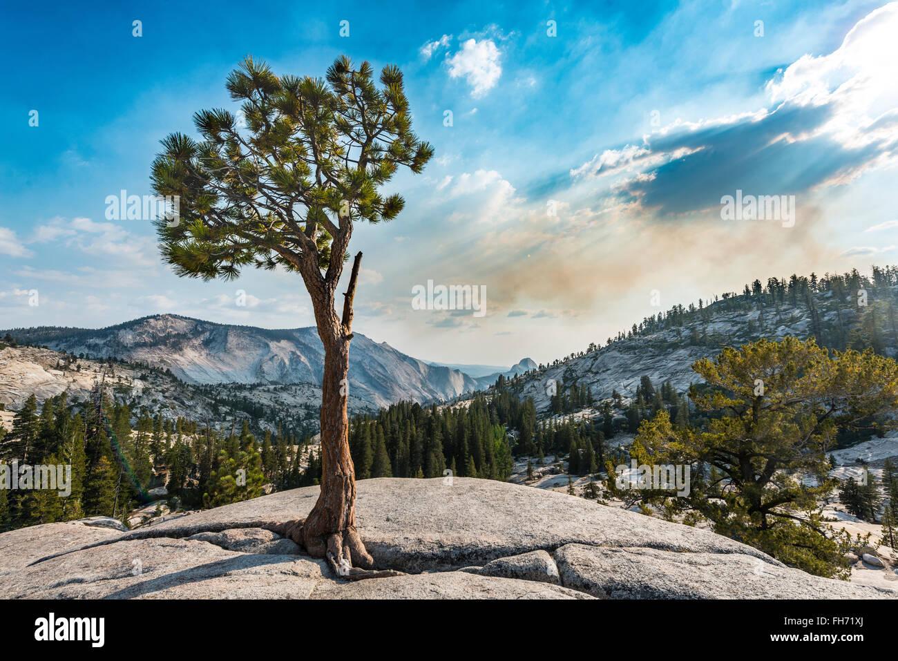 Pine Tree, sur un plateau rocheux à Olmsted Point, Yosemite National Park, California, USA Banque D'Images