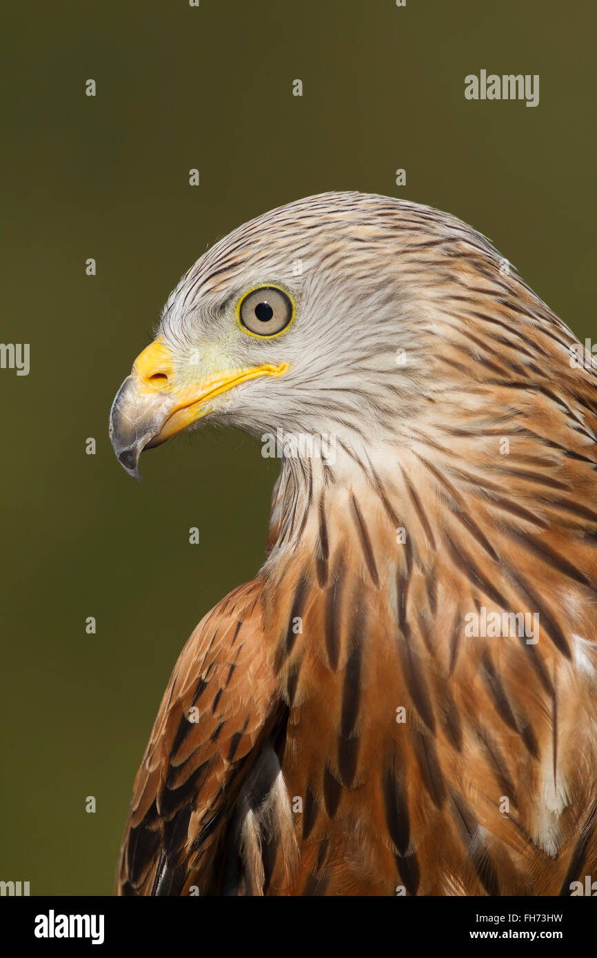 Le Milan royal (Milvus milvus), portrait, captive, Royaume-Uni Banque D'Images