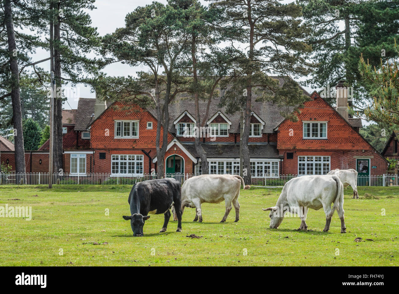 Un bétail à moitié sauvage au parc animalier New Forest Wildlife Park près de Lyndhurst, dans le sud-est de l'Angleterre. Banque D'Images