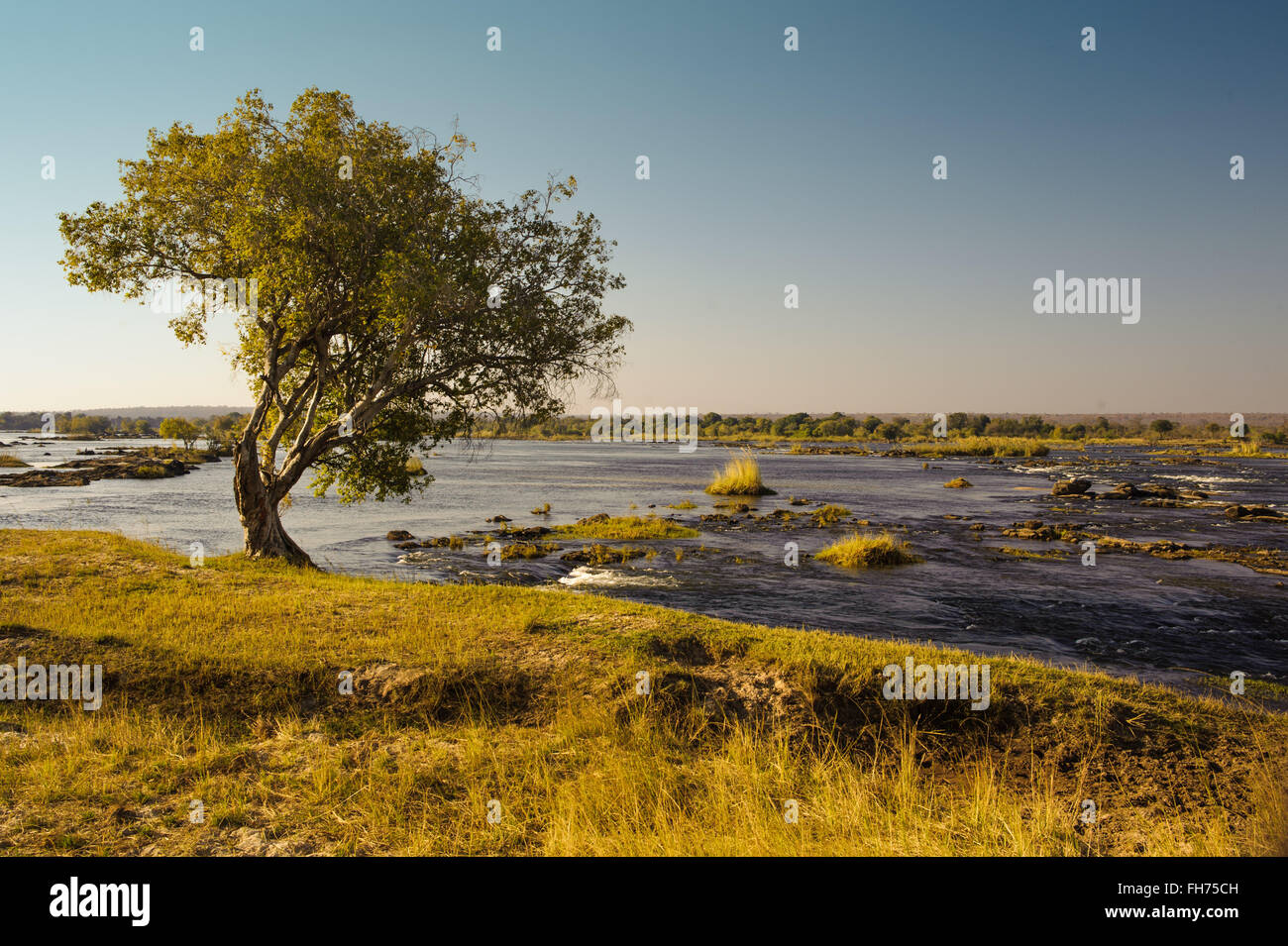 Arbre au Zambèze, Zimbabwe Banque D'Images