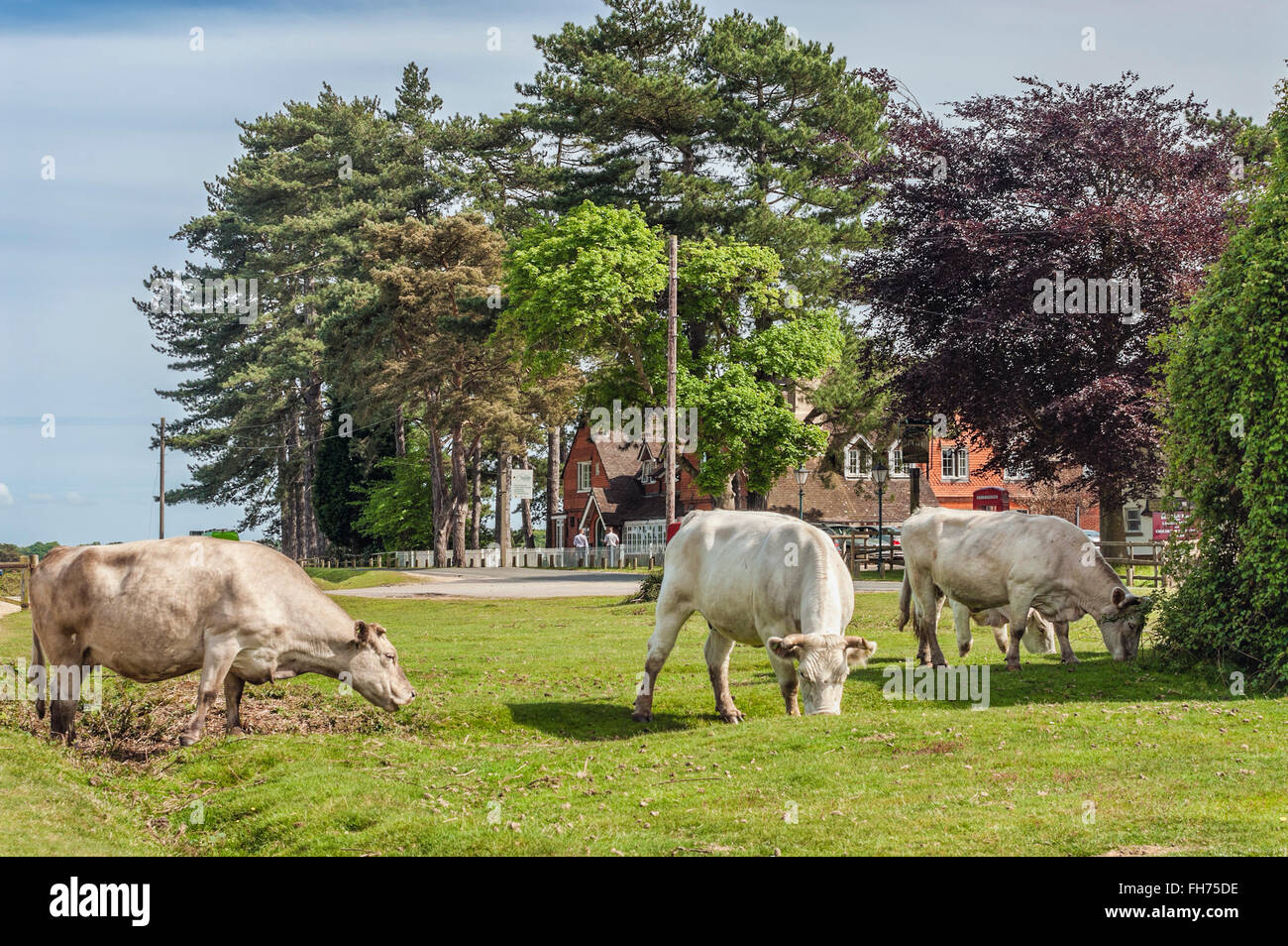 Un bétail à moitié sauvage au parc animalier New Forest Wildlife Park près de Lyndhurst, dans le sud-est de l'Angleterre. Banque D'Images