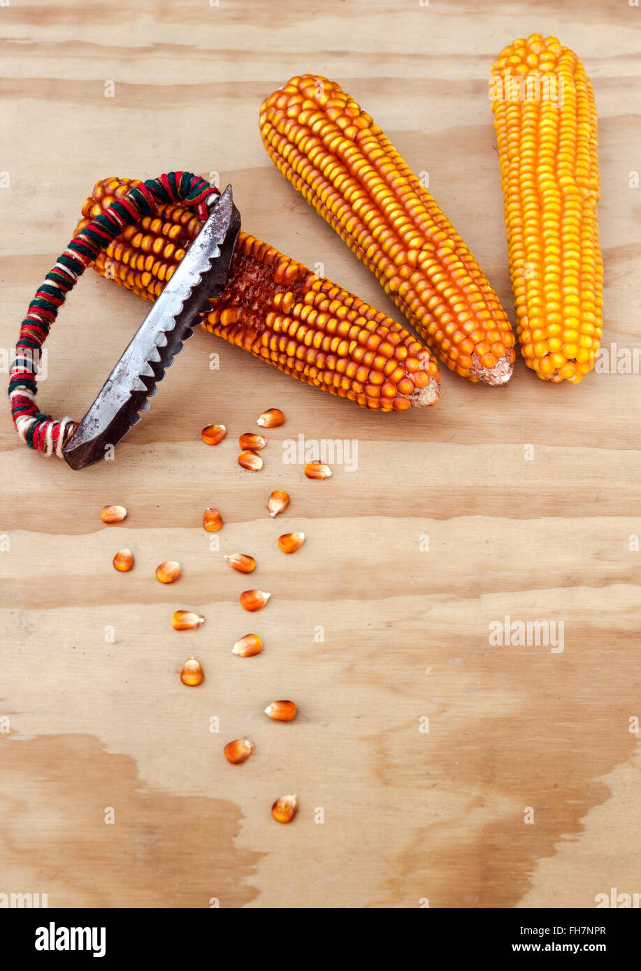 Les épis de maïs séchés avec des outils à main pour nettoyer les grains de maïs Banque D'Images