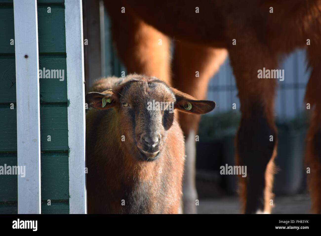 Contact avec les yeux avec un mouton. Banque D'Images