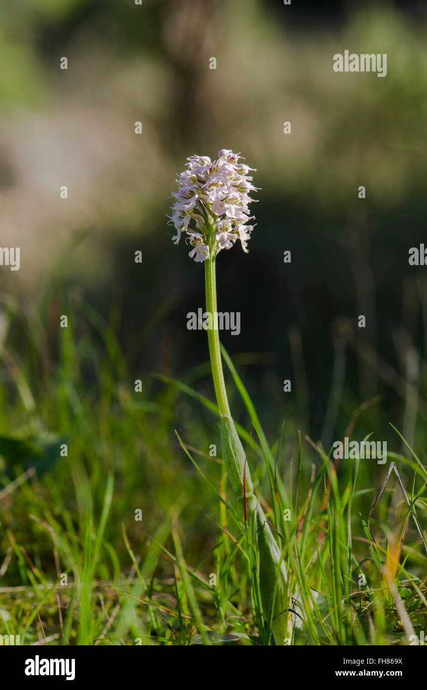 Orchid conique, Orchis conica, Wild Orchid en Andalousie, Sud de l'Espagne. Banque D'Images