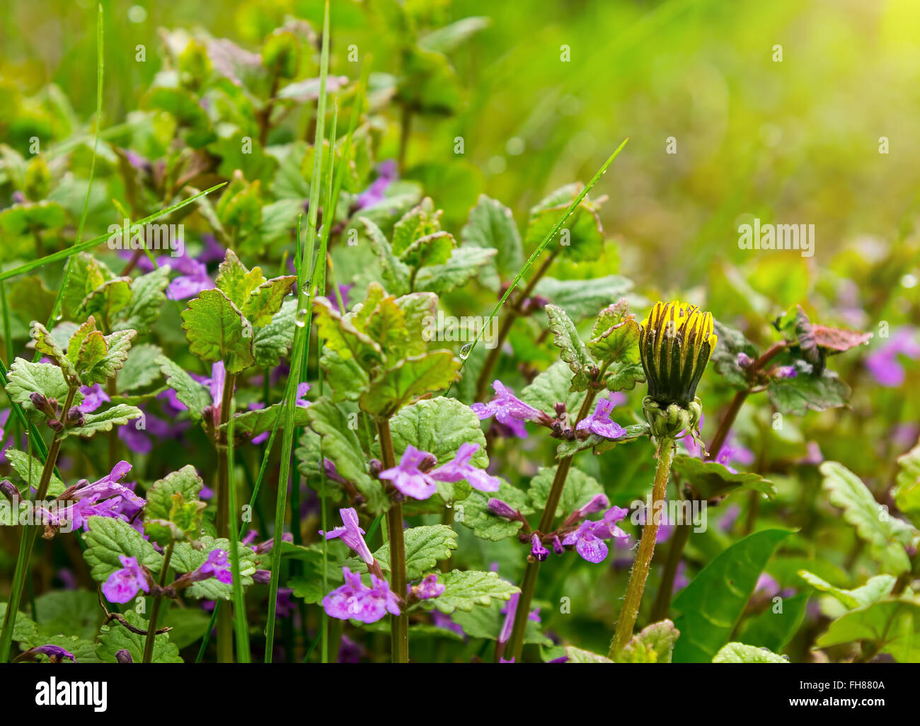 Lamium maculatum fleurs Banque D'Images