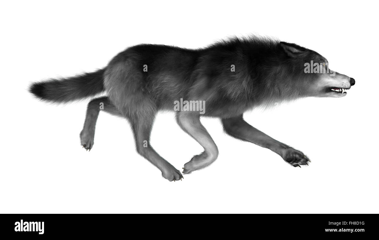 Numérique 3D render of a wild wolf exécutant isolé sur fond blanc Banque D'Images