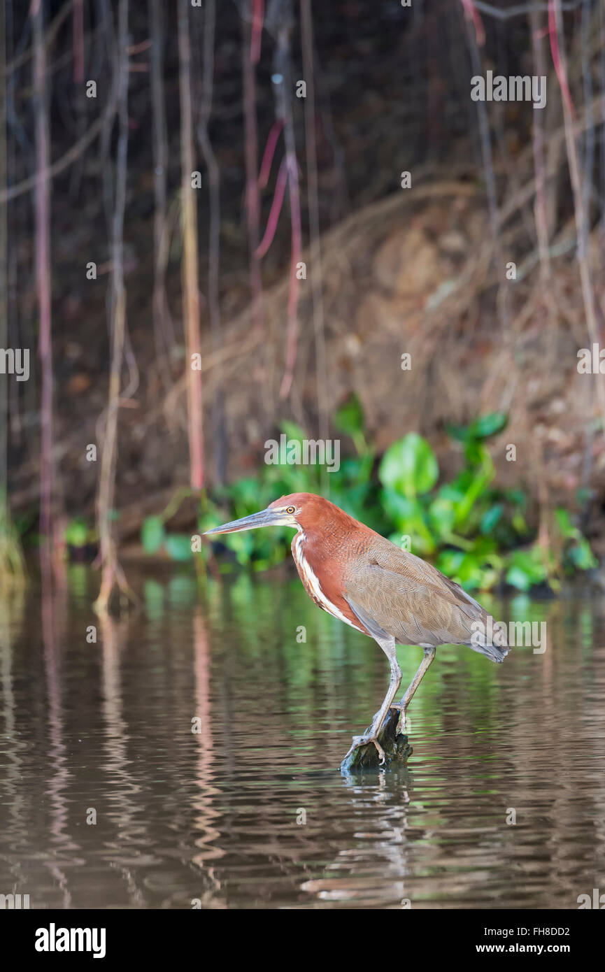 Homme Rufescent Tiger-Heron (Tigrisoma lineatum) dans les mangroves, Pantanal, Mato Grosso, Brésil Banque D'Images
