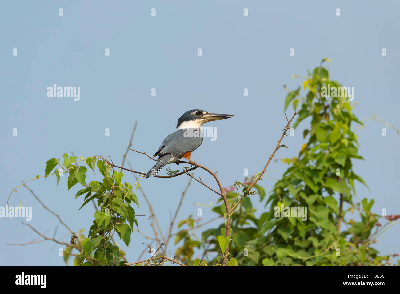 Ringed Kingfisher (Ceryle torquata), Pantanal, Mato Grosso, Brésil Banque D'Images