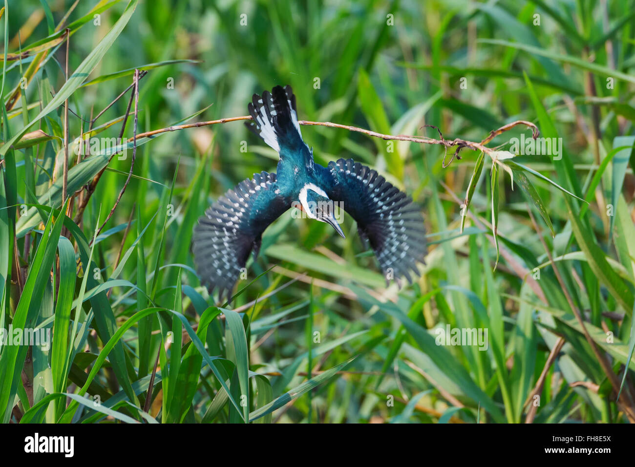 Martin-pêcheur vert (Chloroceryle americana) en vol, Pantanal, Mato Grosso, Brésil Banque D'Images