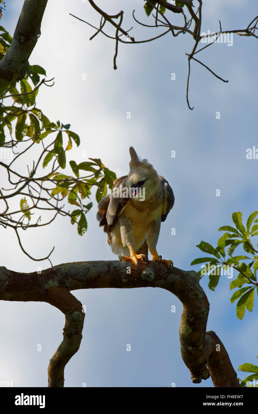 Harpie immatures (Harpia harpyia) âgée de 15 mois, Amazon, Brésil Banque D'Images
