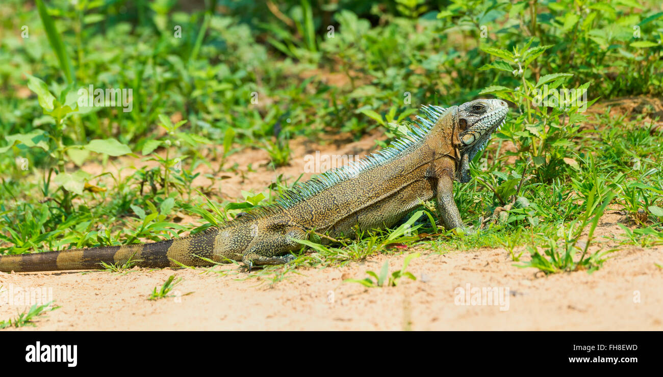 Iguane vert (Iguana iguana), Pantanal, Brésil Banque D'Images