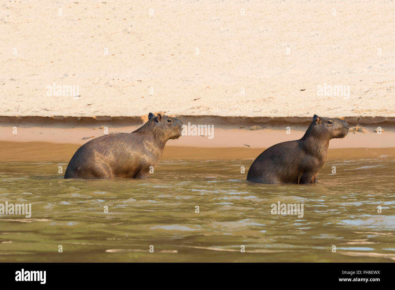Les Capybaras (Hydrochaeris hydrochaeris) dans l'eau, Pantanal, Mato Grosso, Brésil Banque D'Images