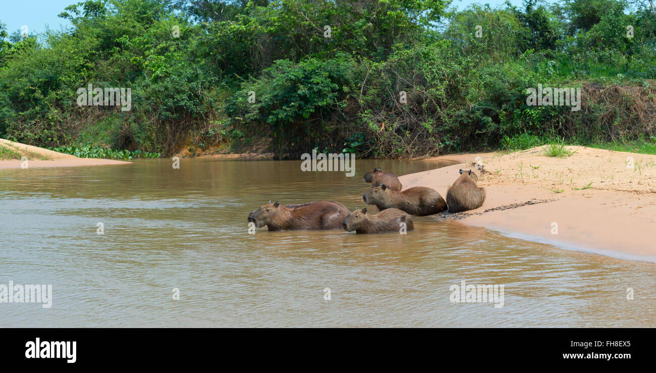 Les Capybaras (Hydrochaeris hydrochaeris) dans l'eau, Pantanal, Mato Grosso, Brésil Banque D'Images