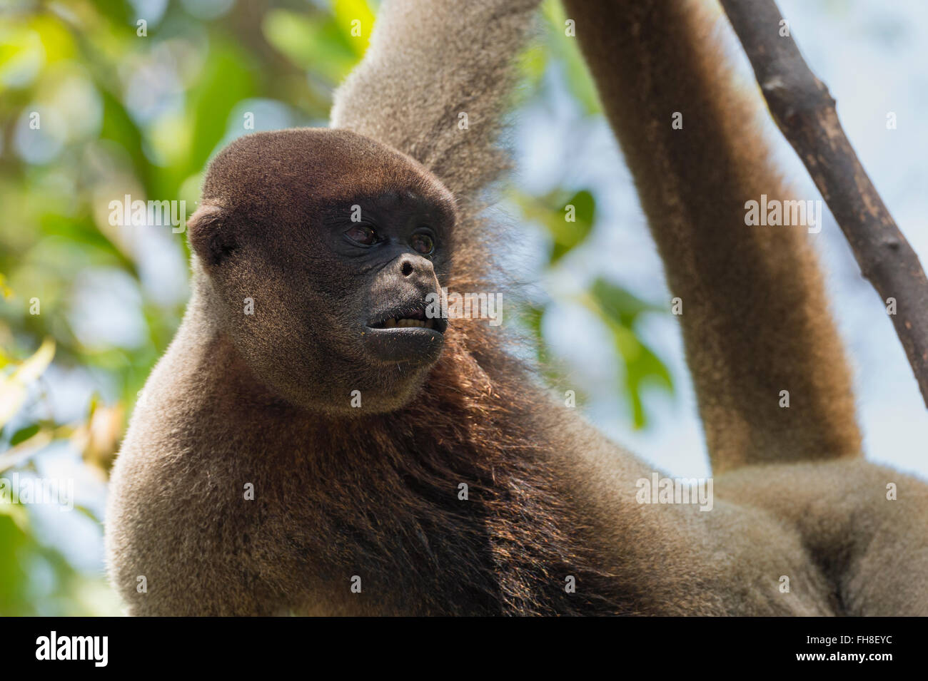 Singe laineux brun également connu sous le nom de singe laineux commun ou de Humboldt (singe laineux Lagothrix lagotricha) Brésil Banque D'Images