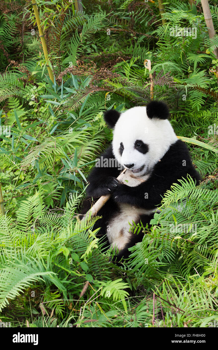 Les jeunes âgés de deux ans le panda géant (Ailuropoda melanoleuca), de la Chine et de Conservation Centre de recherche pour les pandas géants, Chengdu, Banque D'Images