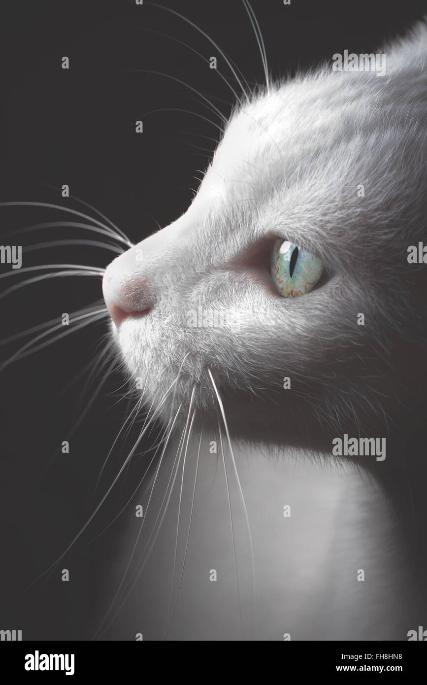 Chat Turc De Van Blanc Pur A La Recherche De Mon Flash Photo Stock Alamy