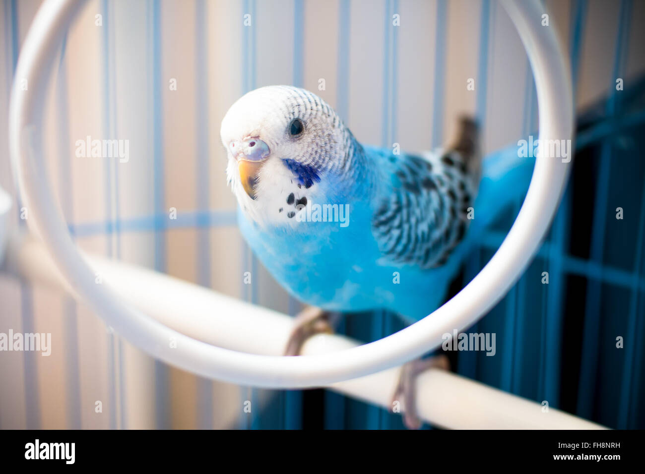 Portrait D Un Bebe Male Bleu Perruche Dans Une Cage Profondeur De Champ Photo Stock Alamy