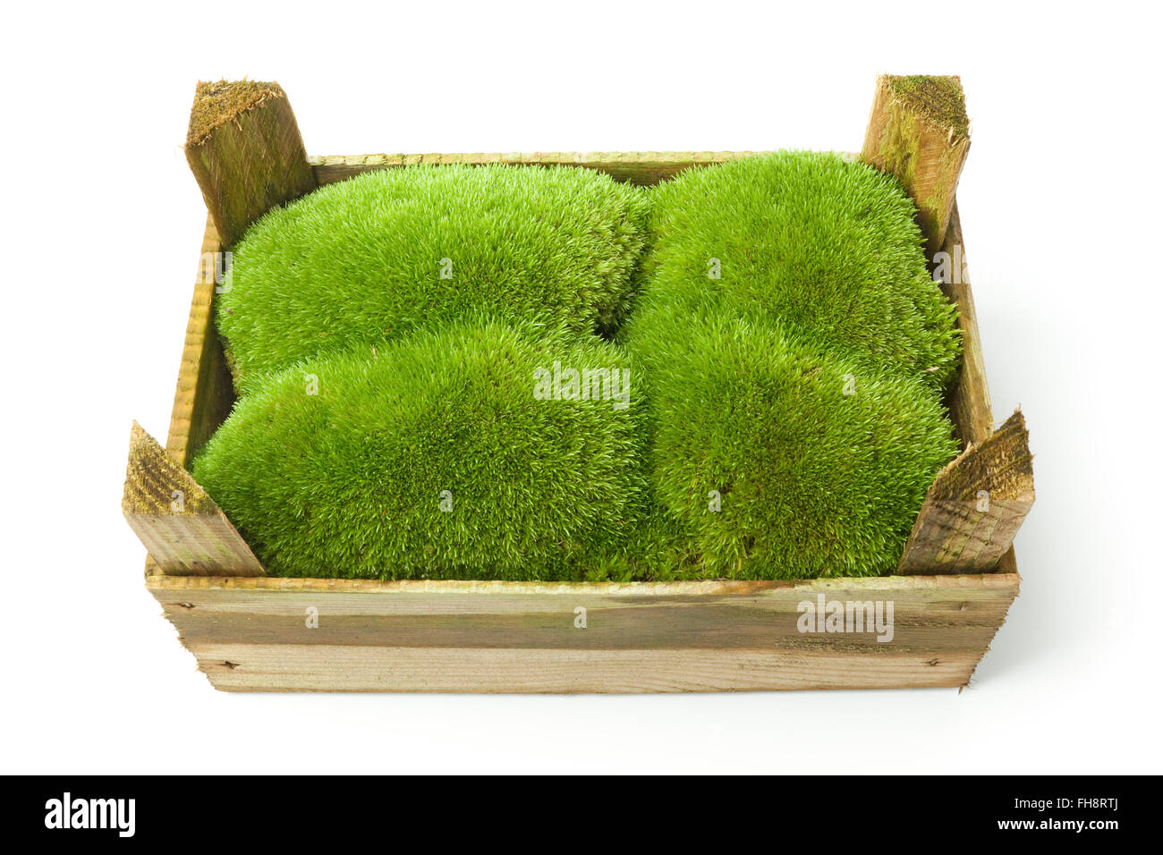 Mousse verte dans une boîte en bois sur fond blanc Banque D'Images