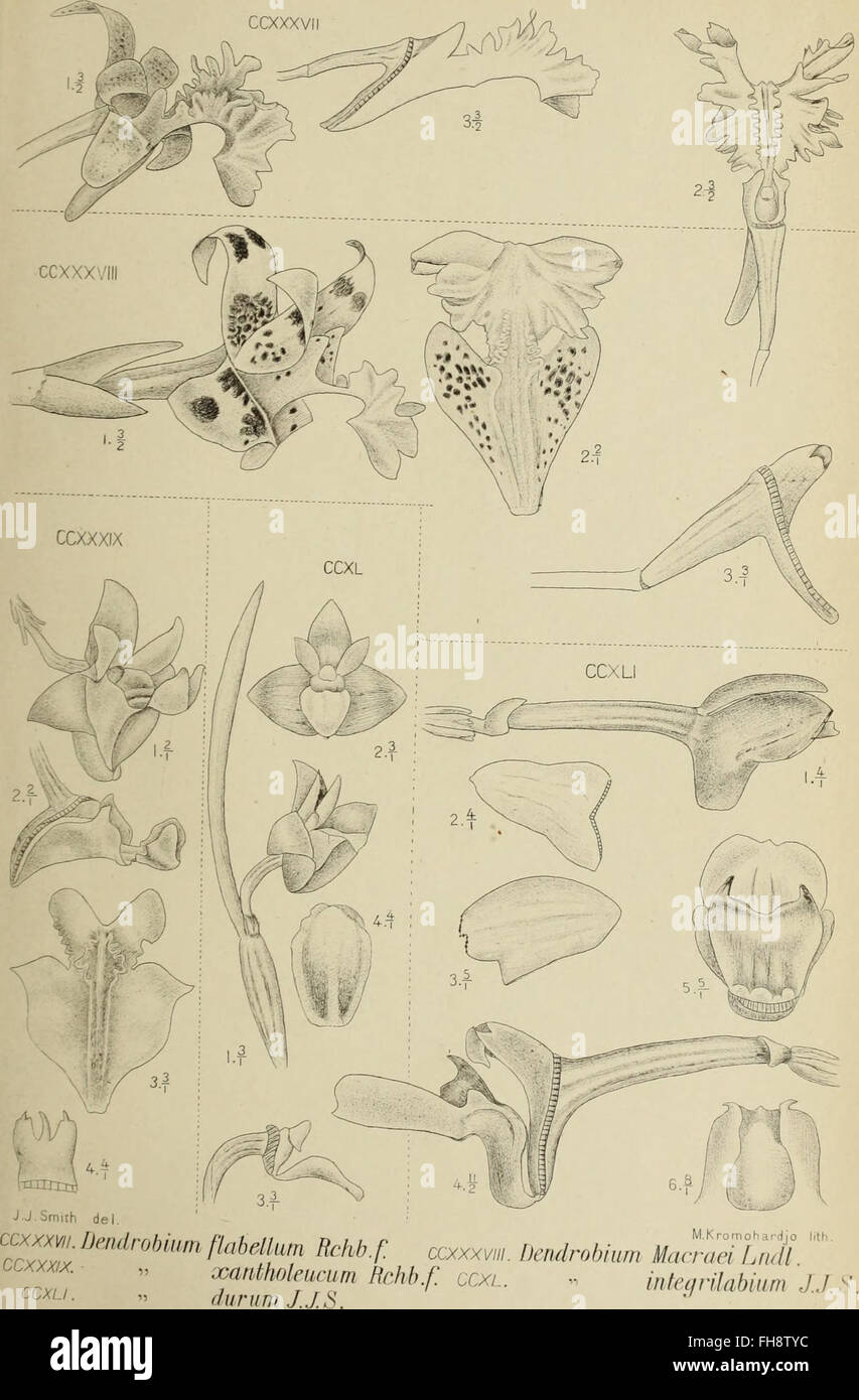 Die Orchideen von Java, une étude botanique de 1905 sur les diverses ...