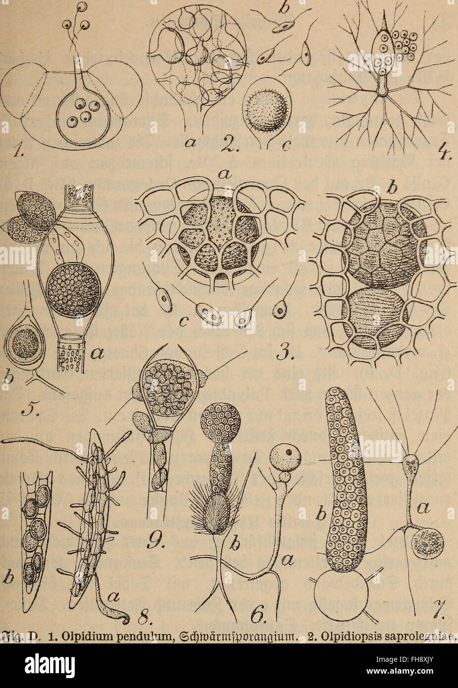 Die pilze, eine einfC3BChrung formenreihen dans die kenntnis ihrer (1912) Banque D'Images
