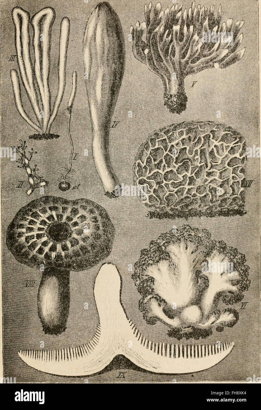 Die pilze dans morphologischer, physiologischer, biologischer und systematischer beziehung (1890) Banque D'Images
